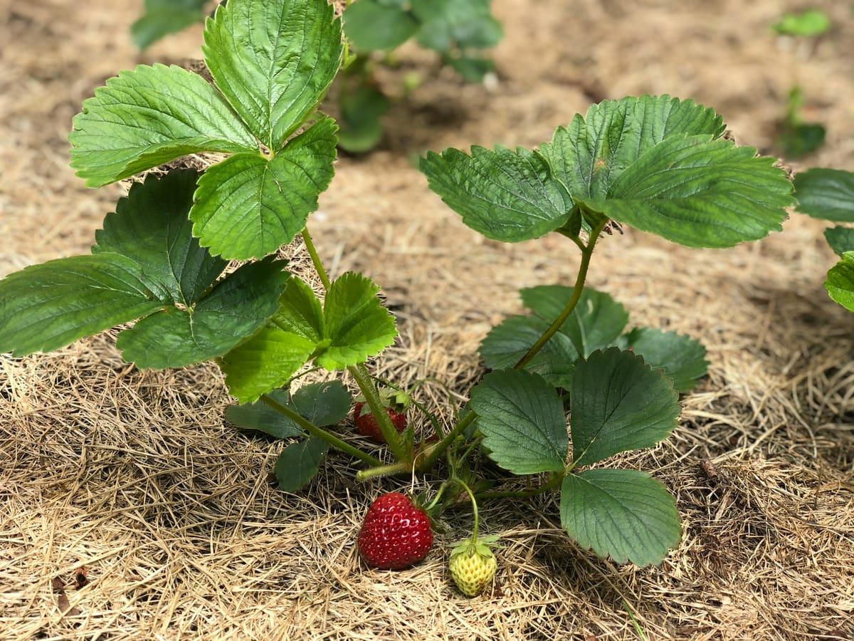 Pourquoi pailler son potager et comment s'y prendre