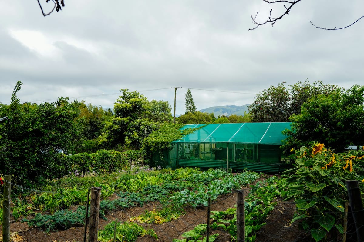 Rotation des cultures au potager : le guide pratique pour ne plus répéter les mêmes erreurs