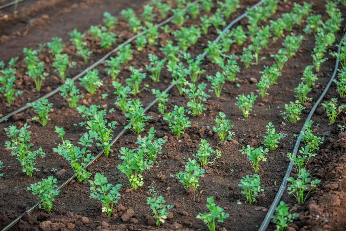 Comment arroser son potager : fréquence, technique et erreurs à éviter