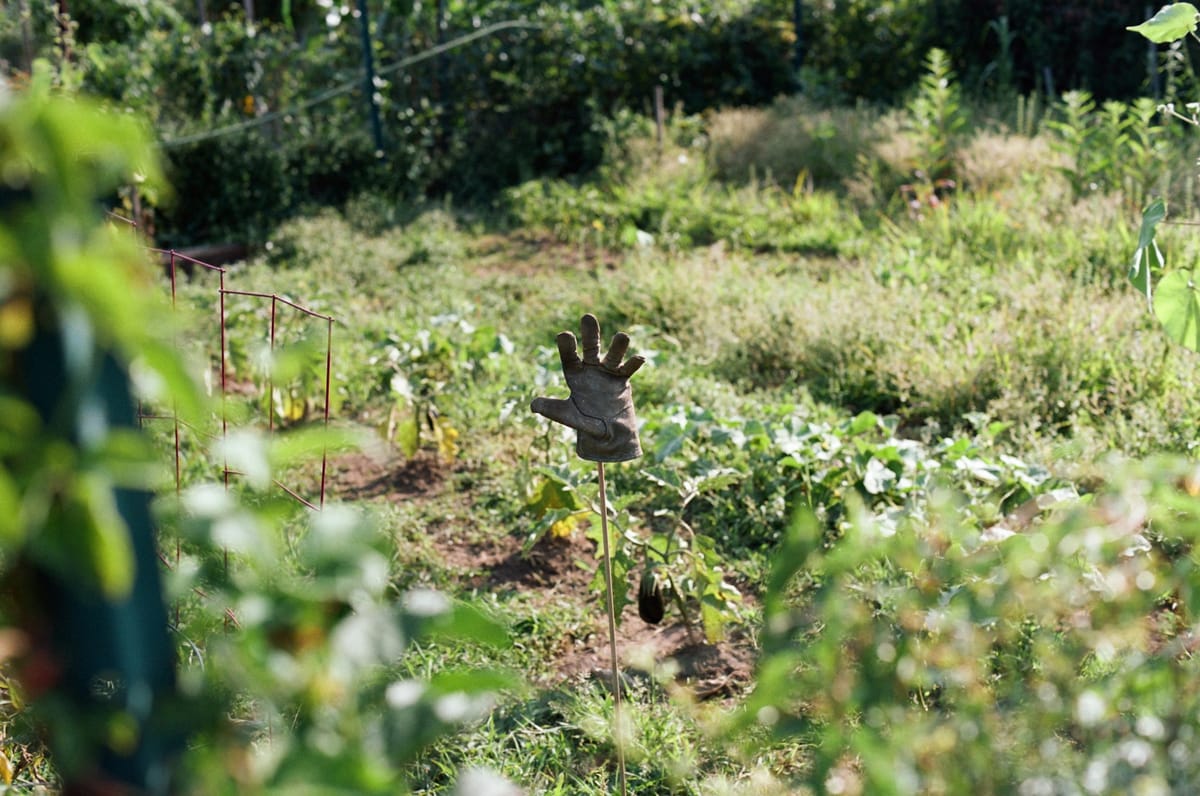 Comment organiser son potager pour ne rien oublier d'une saison à l'autre