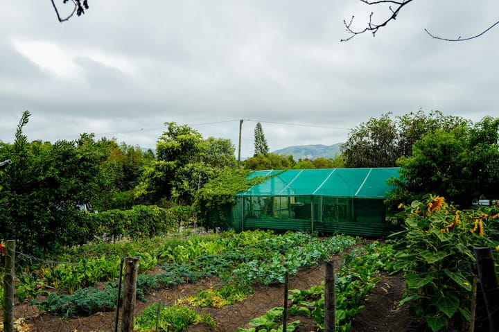 Rotation des cultures au potager : le guide pratique pour ne plus répéter les mêmes erreurs