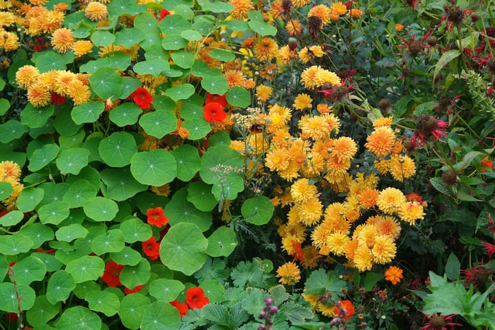Associations de plantes au potager : lesquelles favoriser, lesquelles éviter