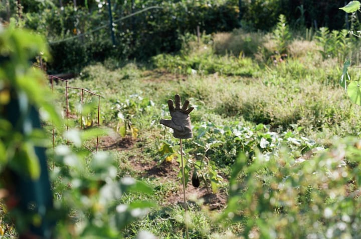 Comment organiser son potager pour ne rien oublier d'une saison à l'autre