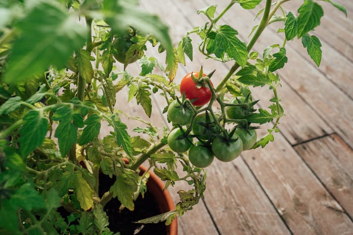 Pourquoi mes plants de tomates ont des feuilles jaunes ?